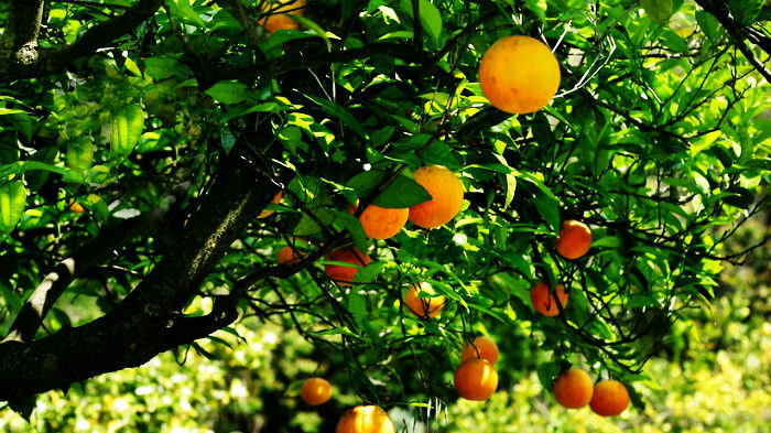environmental consulting orange grove